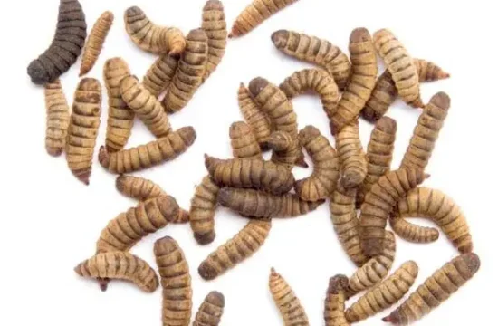 Black-Soldier-Fly-Larva-1-600x600